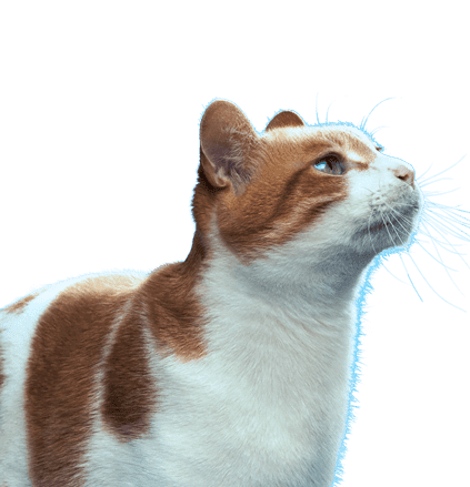 intro_nyanko