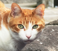 pic_01_nekoyama_masaharu