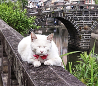 pic_04_ebisu_neko_kazu