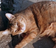 pic_04_ebisu_neko_kazu_02