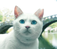 pic_07_yakusho_nekojiro