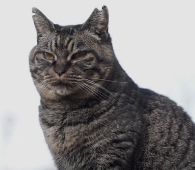 pic_08_nekohiro